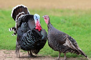 Turkeys Lay Eggs, So Why Don't We Eat Them?