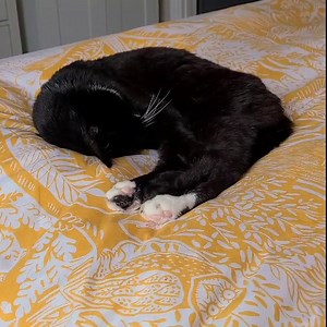 Happy #WorldSleepDay! Does your cat snore? A gentle purr-snore is usually normal and just like humans, it's the sound of their airway vibrating whilst in a deep sleep, or choosing to sleep in an odd position! Turn up the volume to hear Soxy snoozing! 💤 | Cats Protection