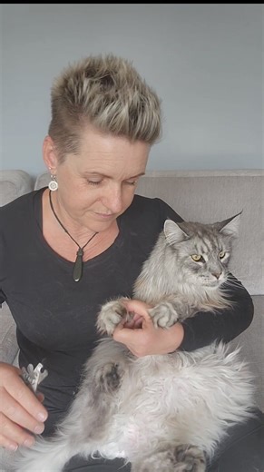 Signs your cat needs a claw trim 🐾🐾 * They get hooked in the carpet, your clothing, or your knees! * You can hear their claws tapping when they walk * They start chewing their claws | The Mobile Vet Nurse