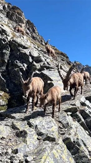 “Unbreakable Bond! How Ibex Families Stay Strong on Deadly Cliffs”