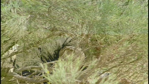 Walking with Dinosaurs The Giant Claw