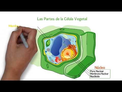 Las Partes de la CÉLULA VEGETAL 🦠 👩‍🔬
