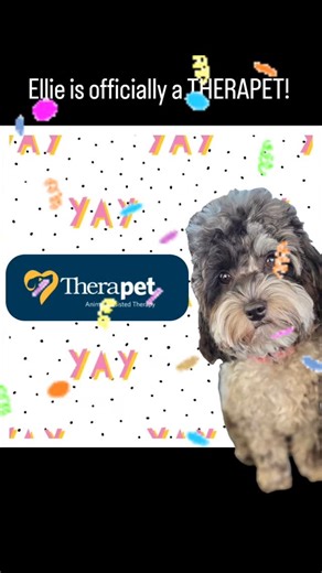 I'M SO PROUD of this baby! Eleanor "Ellie Ellers Baberson Darwinson Angelson Preciouson".....is officially a Therapet at 18 months old! #therapet #cavapoochon | Cavapoochon Central
