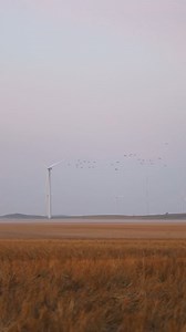 Pintail duck hunting | Malik Fida