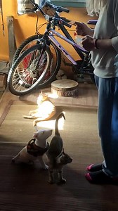 5.4K views · 395 reactions | Training Spot- day four. Today, Spot learned the value of focus. Although he is very young, he already knows the difference, between play time and training time. His play partner Daphne -the cat- provided great distraction. He remained focused, throughout the training session, despite the distractions. This is a very important lesson for Spot. He learned, that remaining focused to his handler, is very rewarding. | Working Bull Terriers Kennel | Facebook