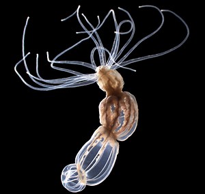 Harvard scientists discover how jellyfish know when to sting