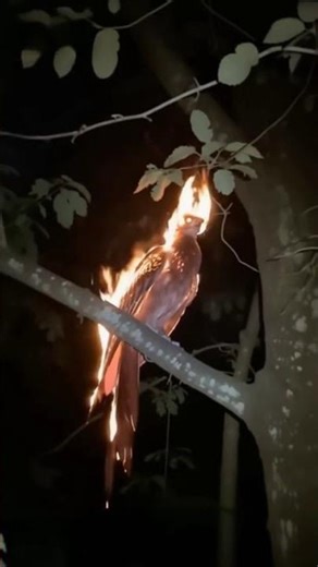 IMPRESIONANTE ¿Ave fénix real o robótica avanzada? Misterio viral explicado con tecnología 2026