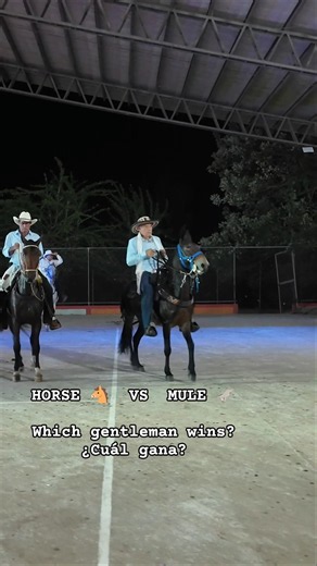 🇺🇸Horse vs Mule: Which Gentleman Rides Better? 🫏 / Caballo vs Mula: ¿Cuál Caballero Monta Mejor? 🐴🫏