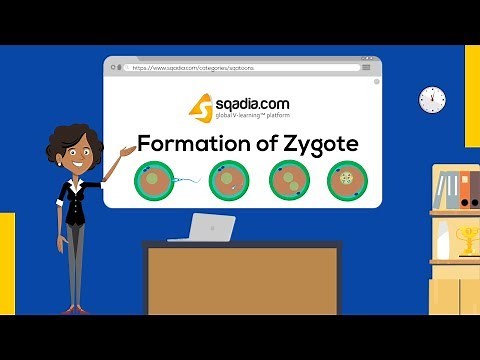 Formation of Zygote | Embryology Student V-Learning | Medical Animation | sqadia.com