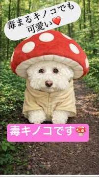 ビションブリッツ発動からのおまけ🍄#ビションフリーゼ #トイプードル #元気になる動画 #元気お届け #可愛い #癒される
