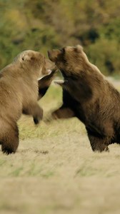 Grizzly Bear Playing & Fighting #grizzlies #bear #jungle #matedance #fight #nature #wildlife HA56528 | HAWI Studios