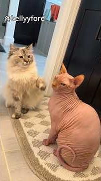 This Possum Has No Chill