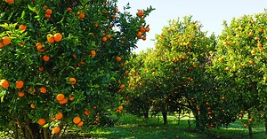 Double Nickel® 55 WDG - Biofungicide - Certis Biologicals