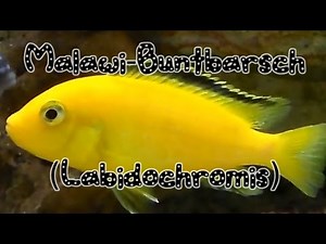 Aquarium Studies | Malawi-Buntbarsch