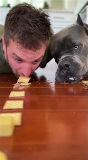 Cane Corso Dog Vs Man