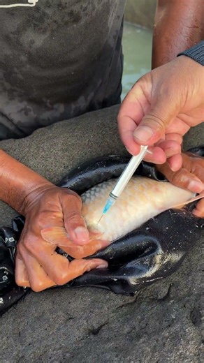 American Crap Fish Injection #shorts