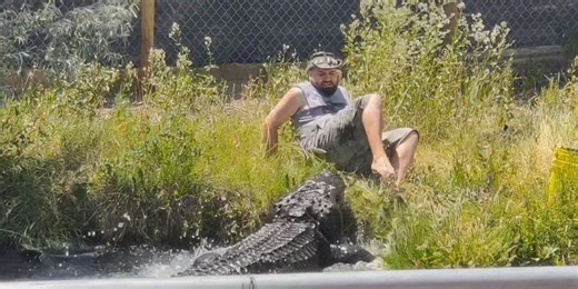 WATCH: Worker slips while feeding 700-pound gator