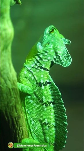 #Basilisk | The lizard that runs on water | Basiliscus plumifrons | #reptiles