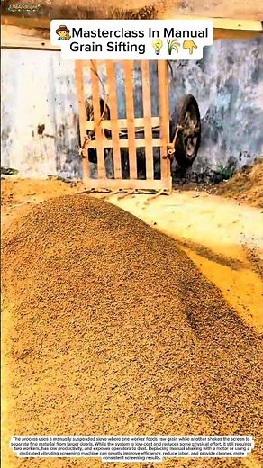 Masterclass In Manual Grain Sifting 💡🌾