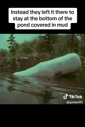 The Mystery of the Moby Dick Animatronic at Pleasure Island Revealed