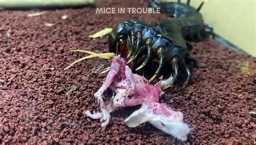 GIANT CENTIPEDE EATS WHOLE MOUSE❗️SCIENCE EDUCATION LIVE FEEDING❗️PART 3