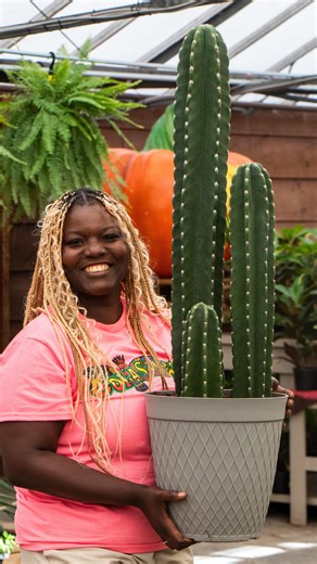 Colasanti's Tropical Gardens on Instagram: "𝐑𝐨𝐥𝐥 𝐨𝐮𝐭 𝐭𝐡𝐞 𝐫𝐞𝐝 𝐜𝐚𝐫𝐩𝐞𝐭 📢 Our largest potted cacti release is happening tomorrow, Saturday September 13th. 𝐖𝐡𝐚𝐭 𝐜𝐚𝐧 𝐲𝐨𝐮 𝐞𝐱𝐩𝐞𝐜𝐭? Three new cuddly cacti arrangements will be available at 10am 🌵 8” Potted Cuddly Cacti (two plants) From the bottom of the pot to the top of the cacti, this sits approximately 24” tall. $49.99+tax 🌵 8” Potted Cuddly Cacti (two plants) From the bottom of the pot to the top of the cacti, thi