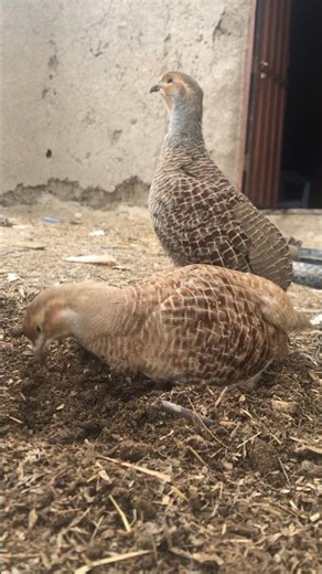 Desi Teetar Calling 🐦 | High Quality Close-Up | Teetar Lovers Must Watch