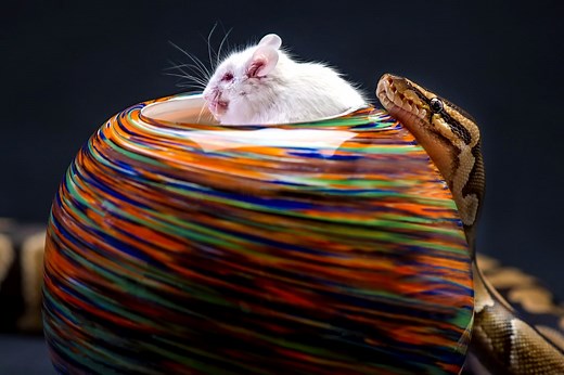 What Size Prey Should You Feed Your Snake?