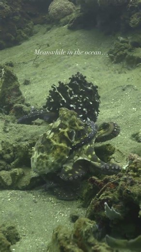 Send This to Your Favourite Dive Buddy 🐙🌊 Octopus Encounter | IMR Dauin Philippines #dauin