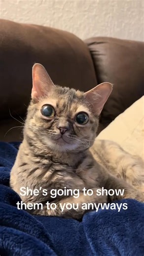 #fyp #cat #catsoftiktok #rescuecat #rescuekitten | Gumbus