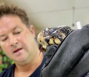 395K views · 6.6K reactions | TO GET YOUR OWN DINGO MERCH https://bit.ly/dingosmerch TO JOIN ME IN AFRICA on our volunteer program send an email to bookings@dingowild.com TO SUPPORT ME FINANCIALLY donate here https://www.paypal.com/paypalme/DingoDinkelman TO JOIN OUR PATREON and get exclusive access to all of our content and merch click here https://www.patreon.com/Dingowild | Dingo | Facebook