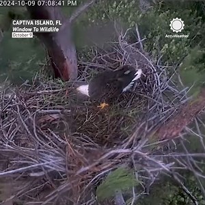 2.1M views · 65K reactions | Clive, the majestic bald eagle, braved the fierce winds of Hurricane Milton, perched in his nest. 礪⁣⁣ | AccuWeather | Facebook