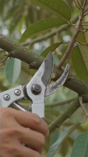 ​Phục hồi sầu riêng "thần tốc" sau thu hoạch bắt đầu từ đâu? Chính là dọn gốc và tỉa thoáng tán! 🌱
