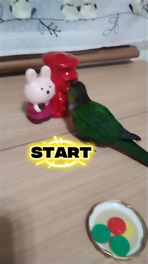 Monet Bird's piggy bank #parrotplaytime #pets