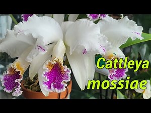 Cattleya mossiae. First indoor flowering.