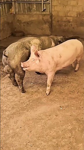 Secrets of pig training a step by step guide@
