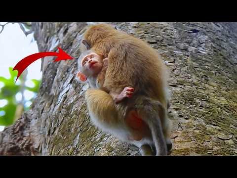 Oh, Monkey Rainbow k.i.d.n.a.p.s baby Levy from Mom Libby