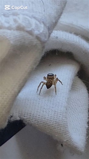 adorable tiny jumping spider walking 🥰🕷️🕸️ | nature's creation- cute arachnids