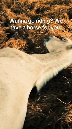 Millbrook Trail Rides www.millbrooktrailrides.com | Millbrook Trail Rides