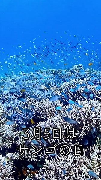 3月5日はサンゴの日！ 豊かな海のサンゴ礁をいつまでも大切に！ #3月5日 #サンゴの日 #珊瑚礁 #島人の宝