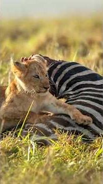 Lionesses Teaching Young Cubs Survival Skills | Maasai Mara National Reserve | Travins World
