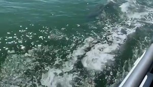 7.8K views · 281 reactions | Venture out into the calm waters of Virginia Beach for a boat tour and experience local wildlife and picturesque views along the way.  : J. Fuller Photography ⛴: Rudee Tours *All wildlife watching guidelines followed* Click here for more information : https://www.visitvirginiabeach.com/explore/on-the-water/boat-tours/ | Visit Virginia Beach | Facebook