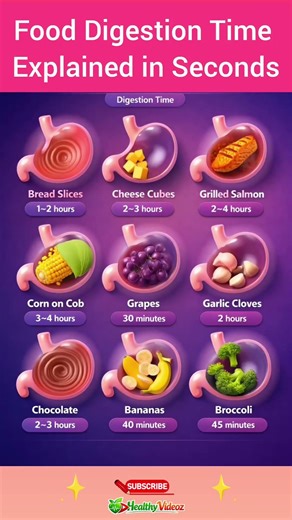 Food Digestion Time Explained in Seconds 🍽️⏱️