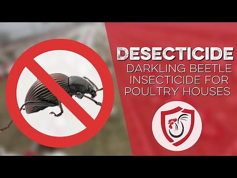 The Ultimate Non-Toxic Darkling Beetle Control for your Poultry Houses: Desecticide