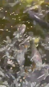 Tilapia & Goldfish Together in One Aquaponics Tank