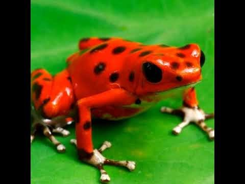 Guitar Stream - Buckethead And Fingerstyle Covers