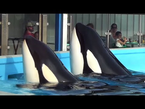 Dine with Shamu (Full Performance) ~ SeaWorld Orlando