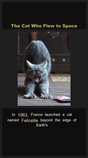 The Cat Who Flew to Space #Shorts
