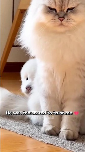 Baby Panda 🐼 Becomes Protector Of Cat Mom. 😻🐾