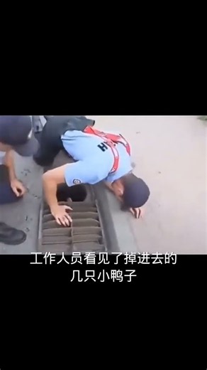 Ducklings Fall into Sewer, Mama Duck Seeks Help from Humans and Thanks Them Before Leaving #Youth...